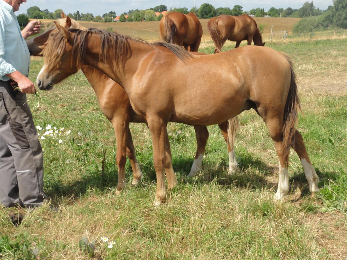 Welsh Pony (sec B) Stendyssens Sacco billede 14