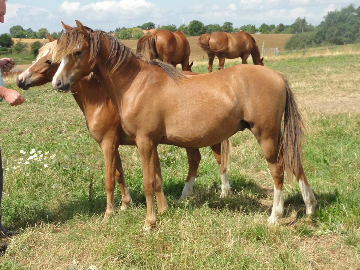 Welsh Pony (sec B) Stendyssens Sacco billede 15