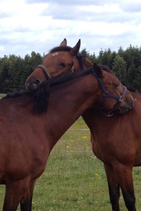 Holstener Don Vito *tidligere hest* - mine to heste Vito og Mayol :) også kaldet kæresteparret :) billede 1