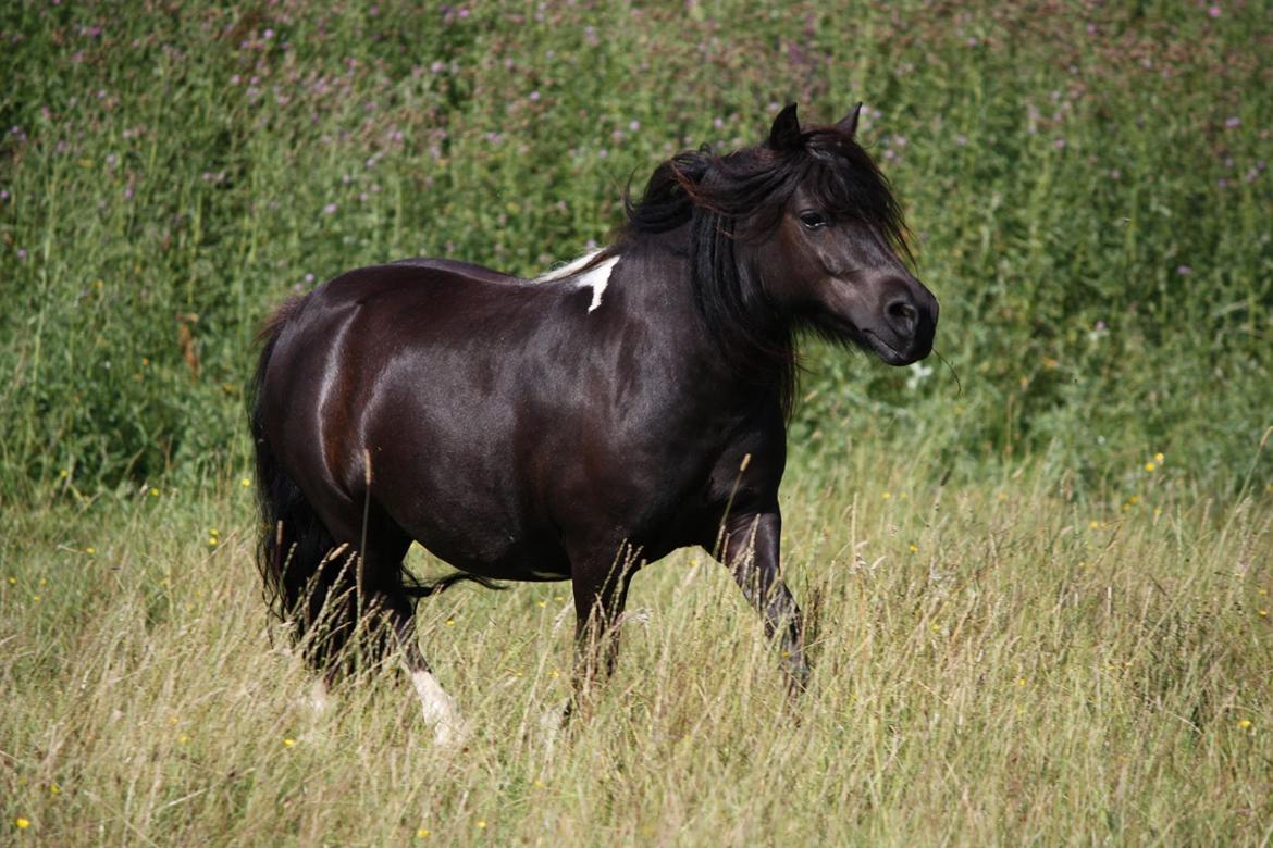 Shetlænder | Daisy v. Ziek billede 18