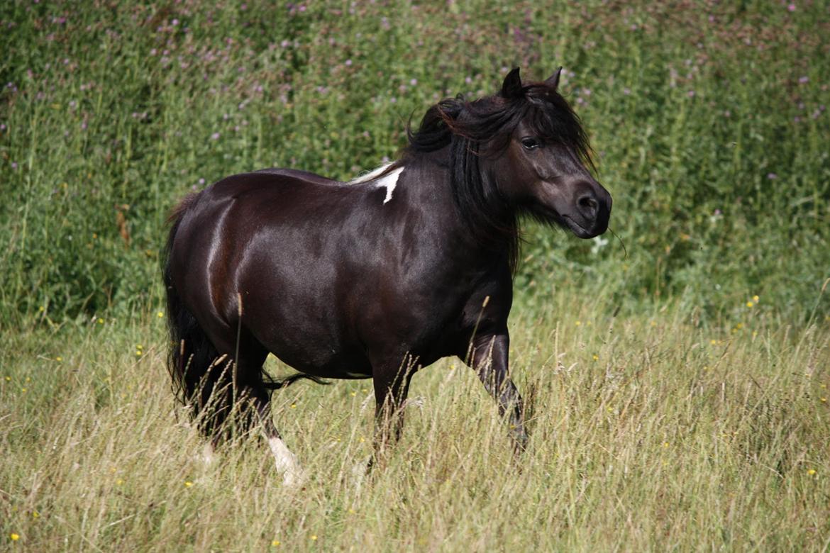 Shetlænder | Daisy v. Ziek billede 18