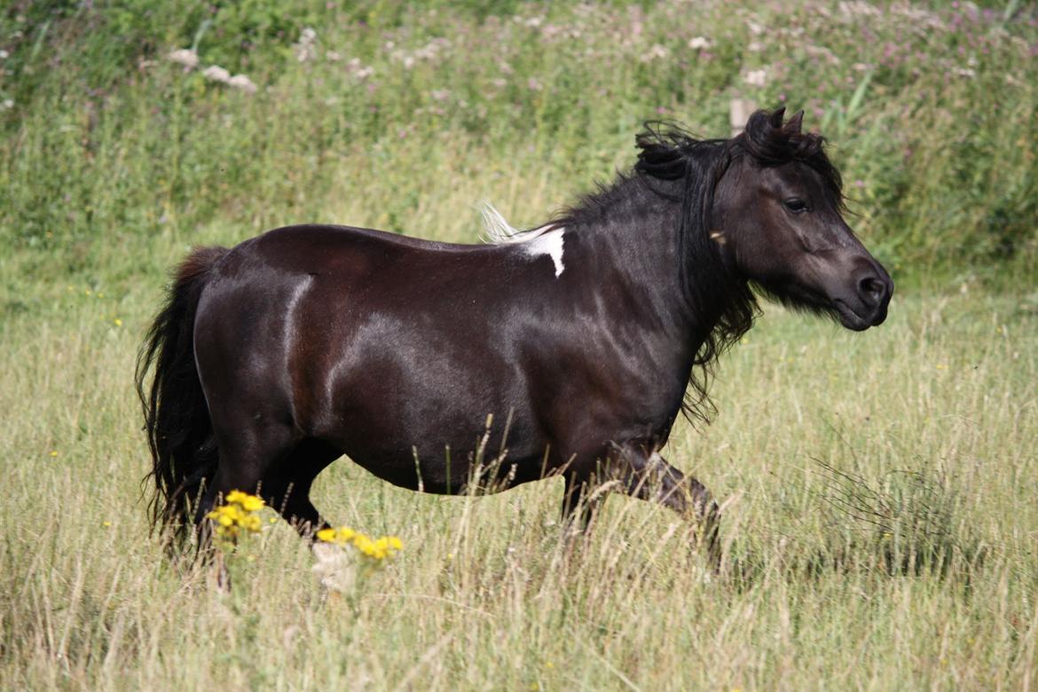 Shetlænder | Daisy v. Ziek billede 17