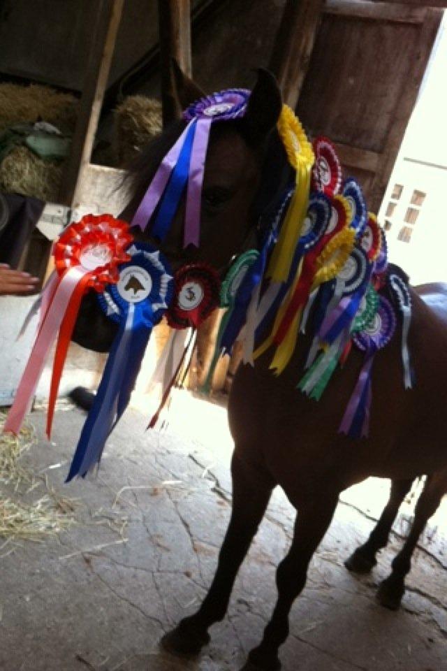 Anden særlig race Joker - Præmie-pony, 21 rosetter:-) billede 3