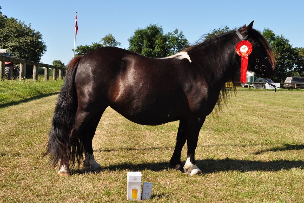 Shetlænder | Daisy v. Ziek - Foto: Serina Juel billede 19