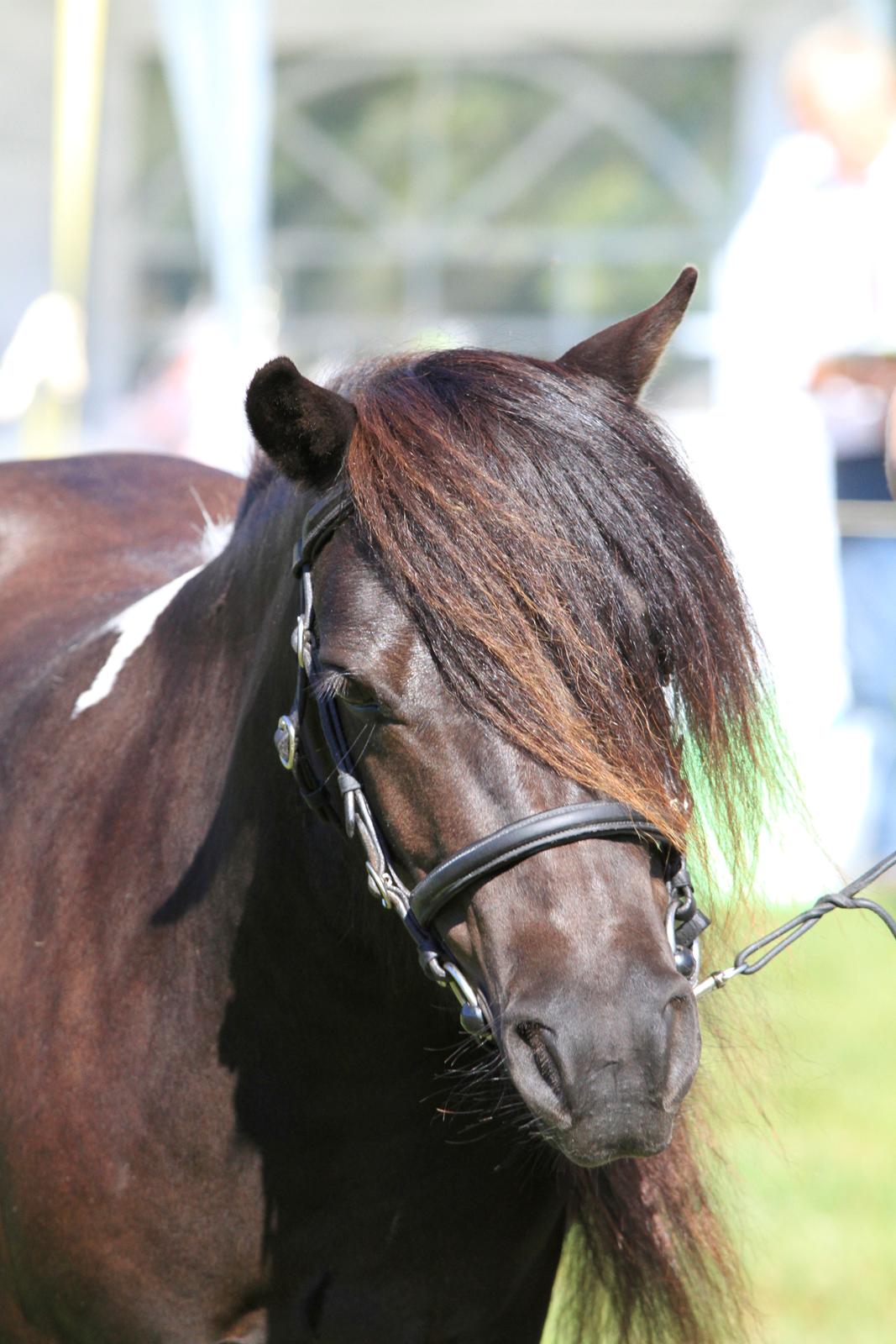 Shetlænder | Daisy v. Ziek - Foto: Flemming Knudsen billede 20