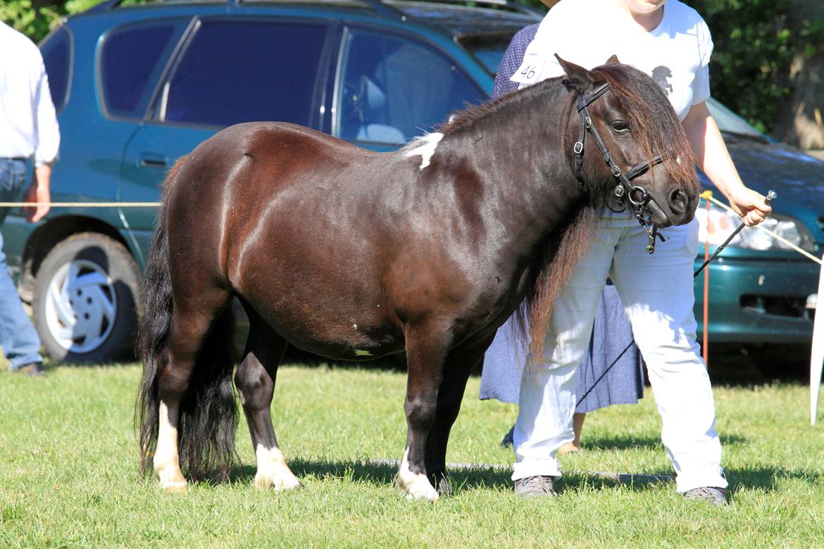 Shetlænder | Daisy v. Ziek - Foto: Flemming Knudsen billede 21