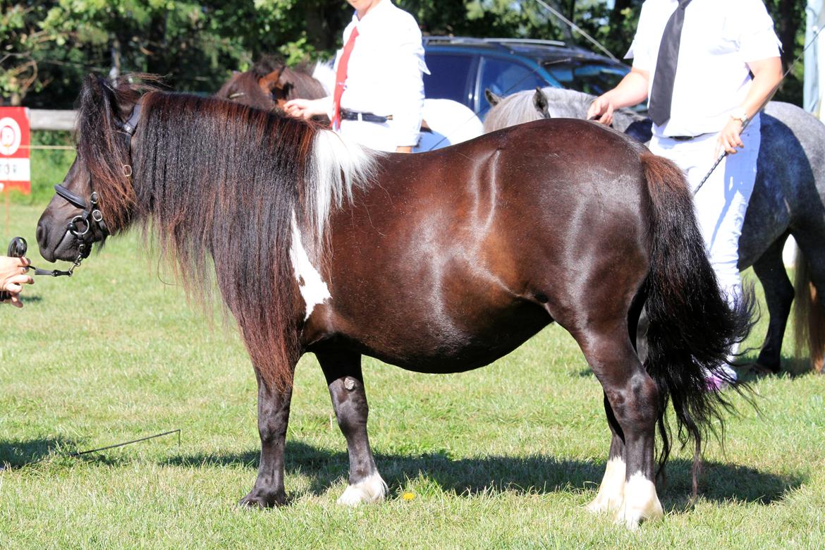 Shetlænder | Daisy v. Ziek - Foto: Flemming Knudsen billede 22