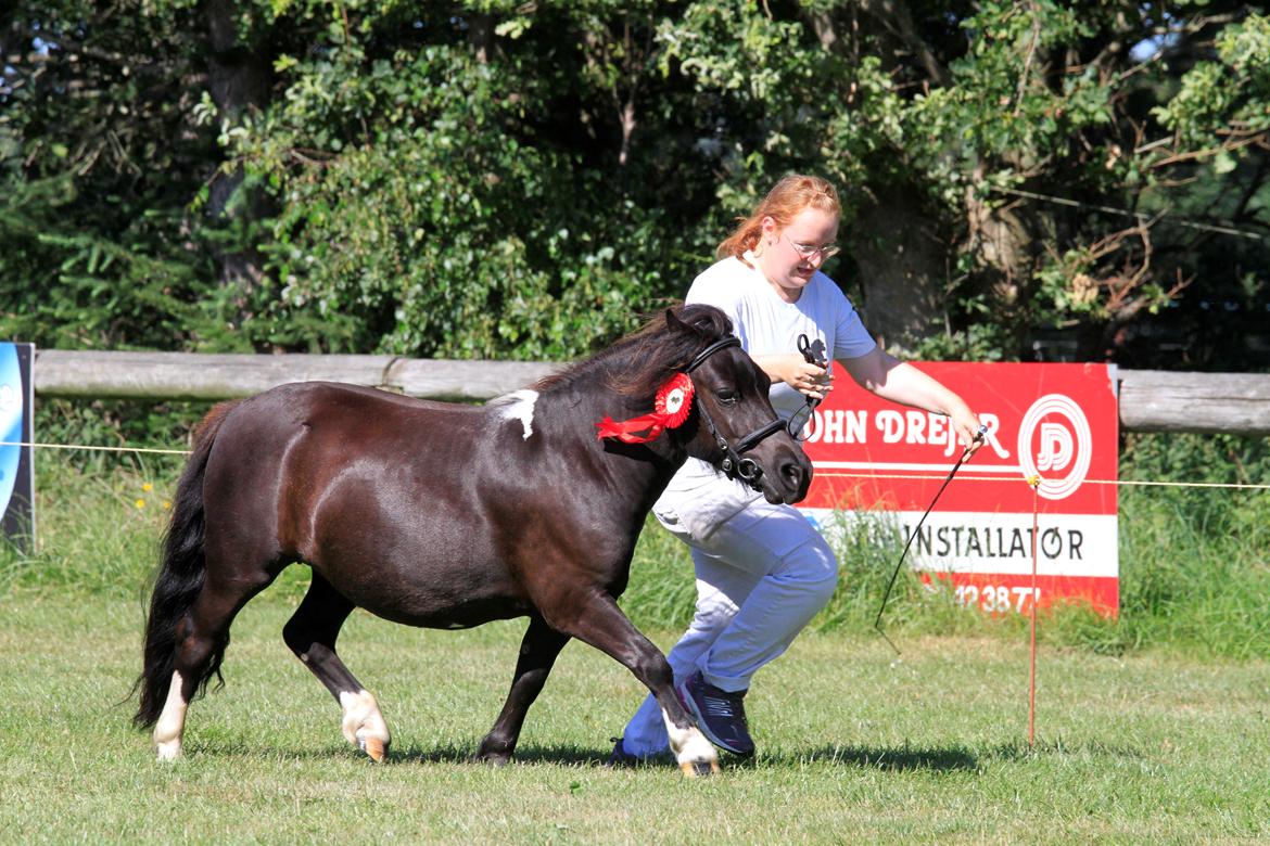 Shetlænder | Daisy v. Ziek - Foto: Flemming Knudsen billede 23