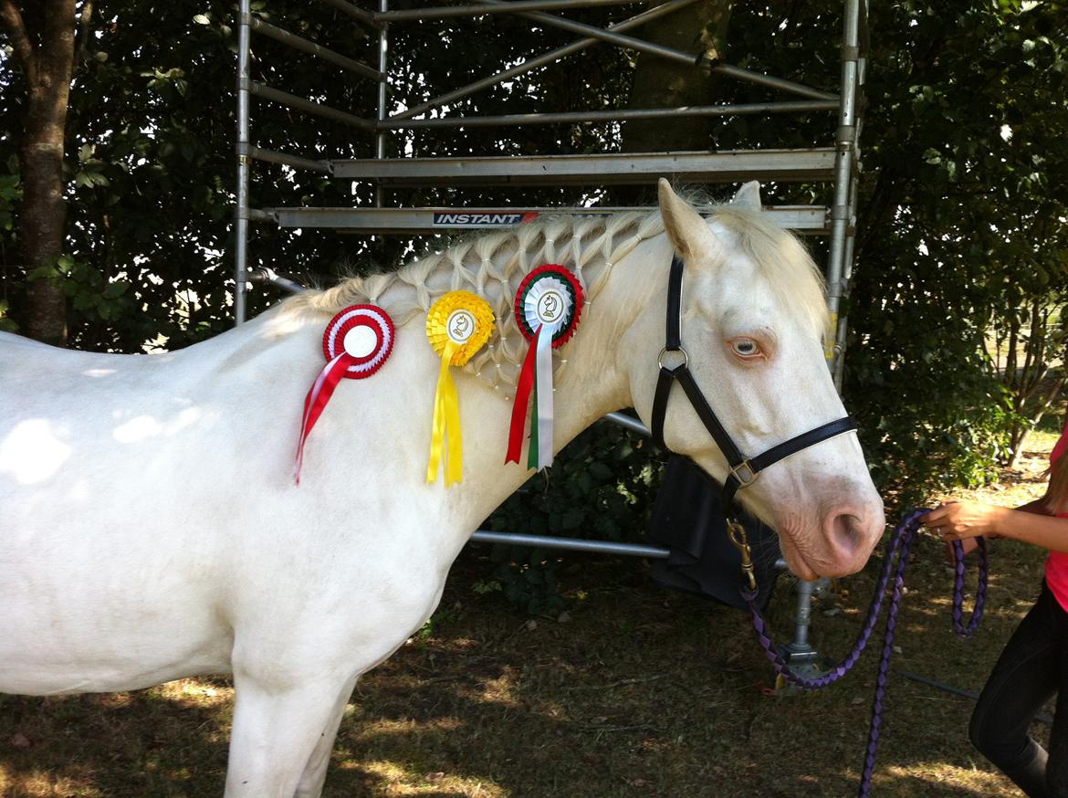 Anden særlig race Troldebo´s Bella billede 20