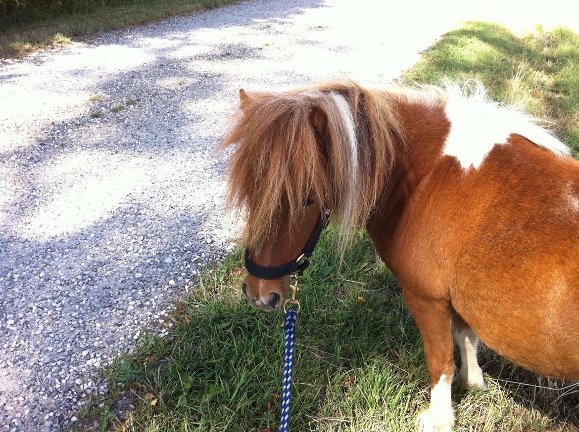 Dansk Miniature Rosa billede 14