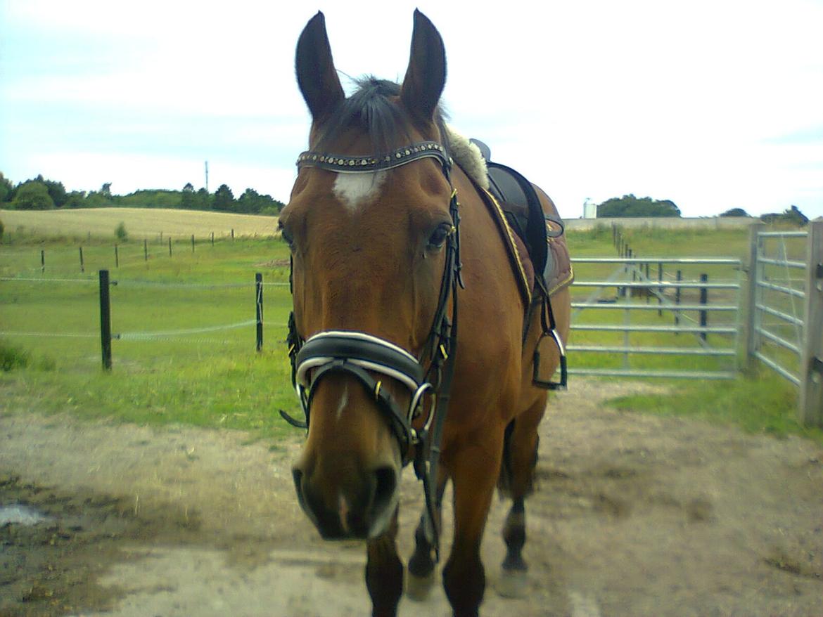 Anden særlig race Gypsy Bally - Den sødeste, dejligste og bedste <3 billede 20