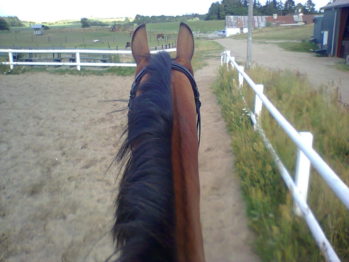 Anden særlig race Gypsy Bally - Den bedste plads er på ryggen af Gypsy :) billede 21