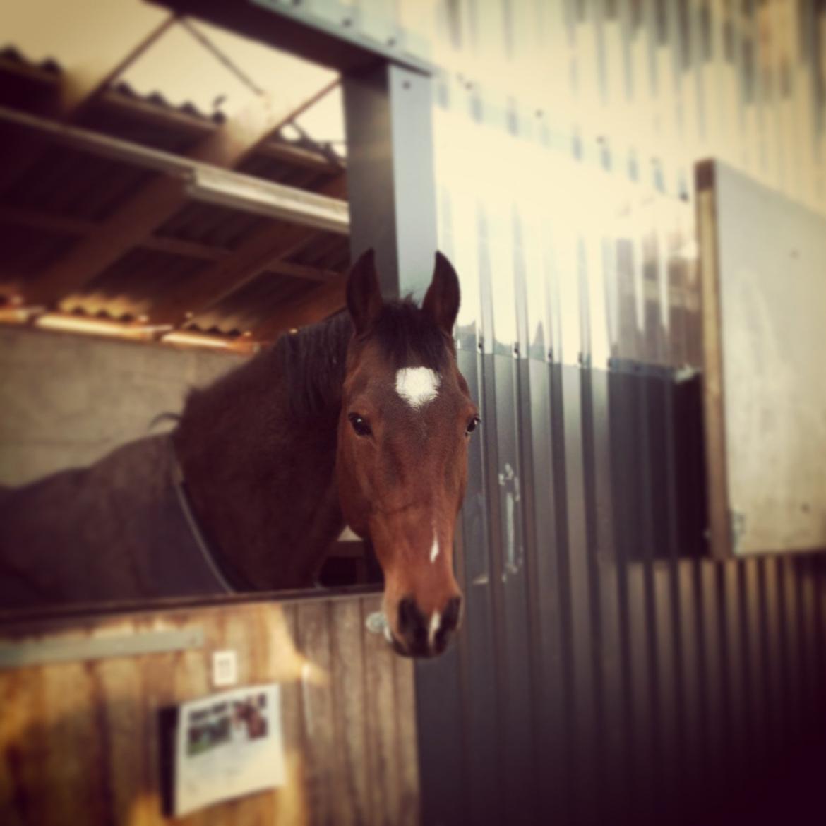 Anden særlig race Gypsy Bally billede 23