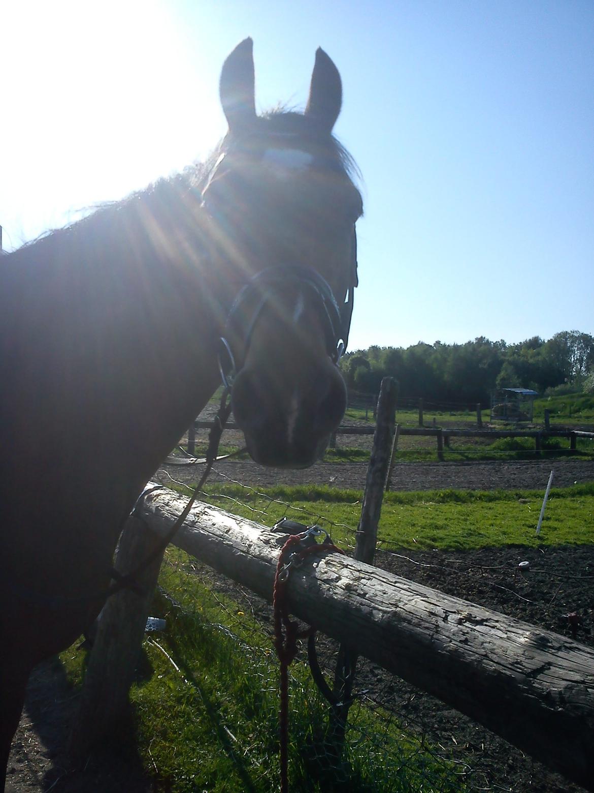 Anden særlig race Gypsy Bally billede 24