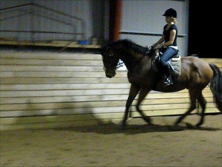 Anden særlig race Gypsy Bally billede 28