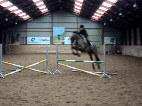 Anden særlig race Gypsy Bally billede 30