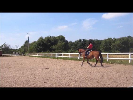 Anden særlig race Gypsy Bally billede 31