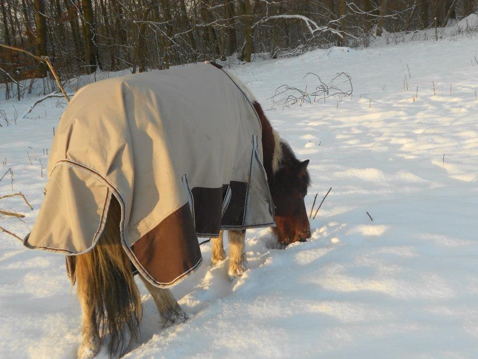 Pinto Mosegårdens Eddieson Fox (Baby) - Elsker diigh skatter! :-* billede 15