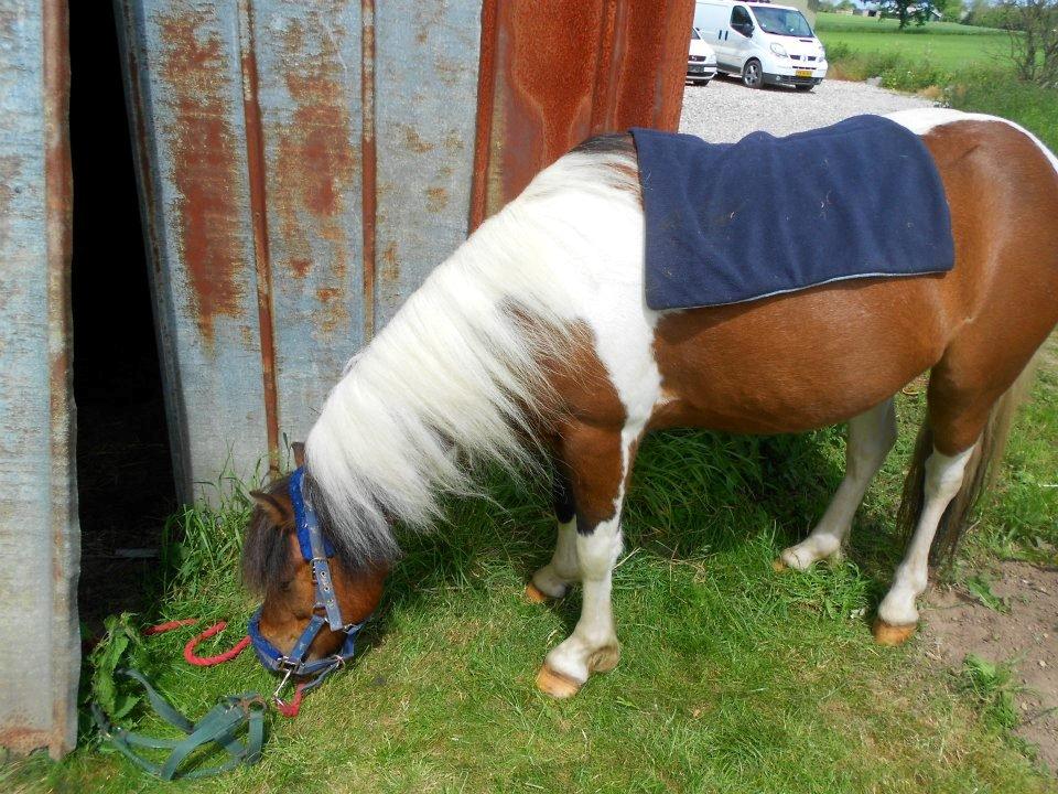 Pinto Mosegårdens Eddieson Fox (Baby) - Første gang han stod bundet :P  billede 7