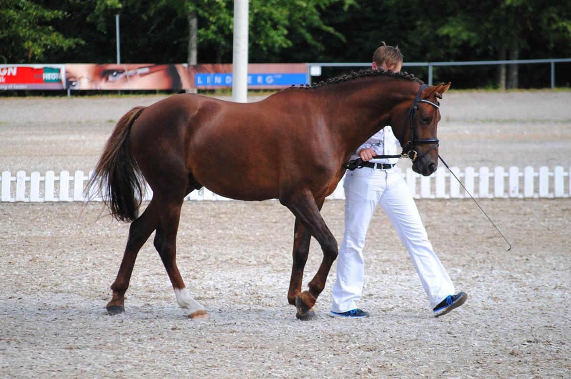 Welsh Partbred (Sec F) Rawa´s Mojito WHF 26 billede 21