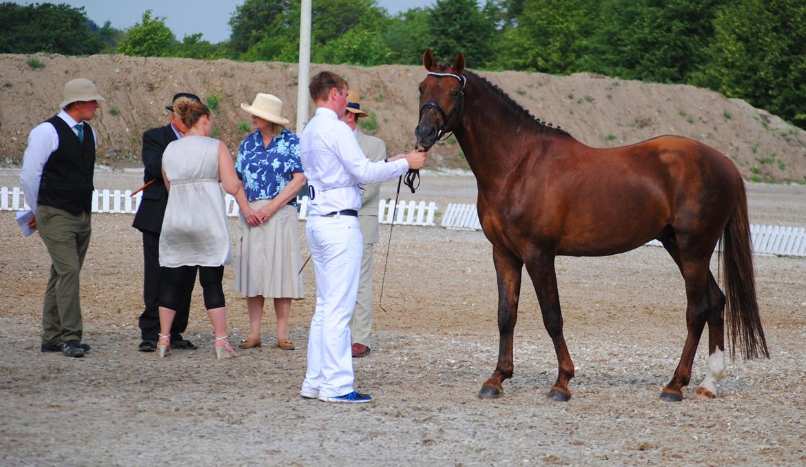 Welsh Partbred (Sec F) Rawa´s Mojito WHF 26 billede 22