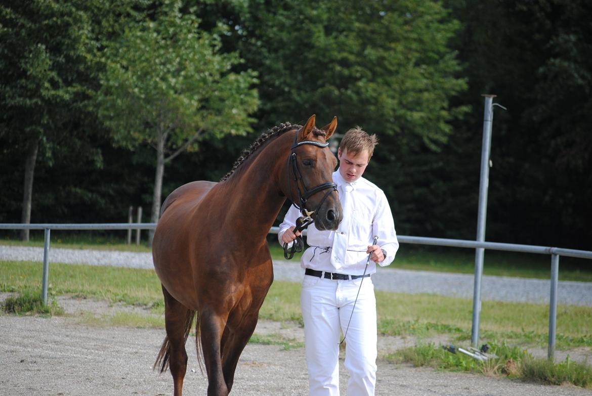 Welsh Partbred (Sec F) Rawa´s Mojito WHF 26 billede 23