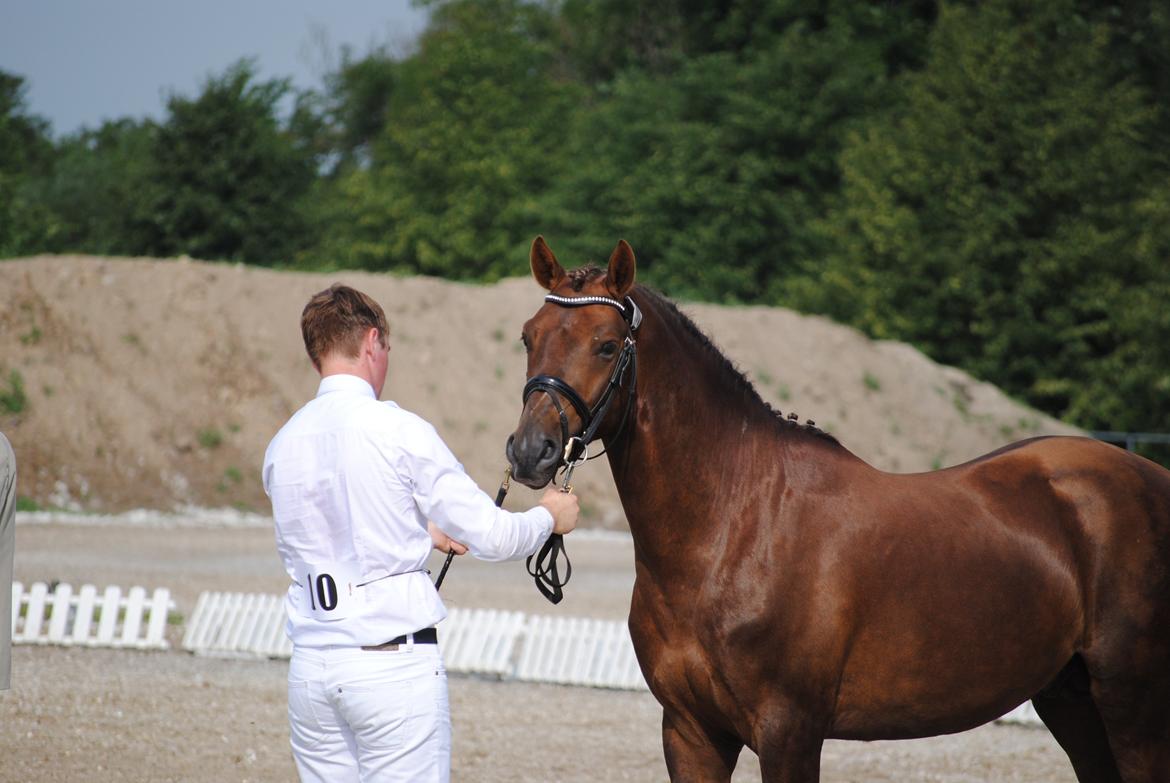 Welsh Partbred (Sec F) Rawa´s Mojito WHF 26 billede 25