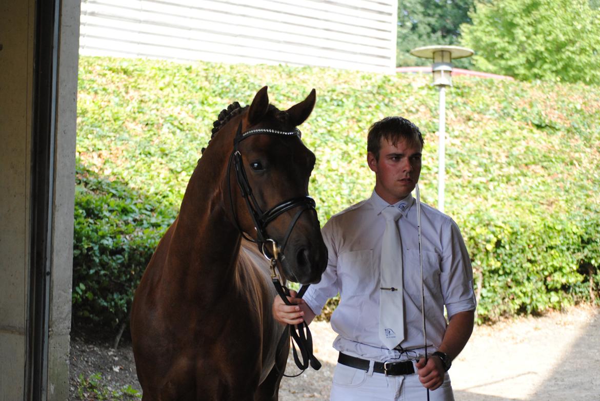 Welsh Partbred (Sec F) Rawa´s Mojito WHF 26 billede 26