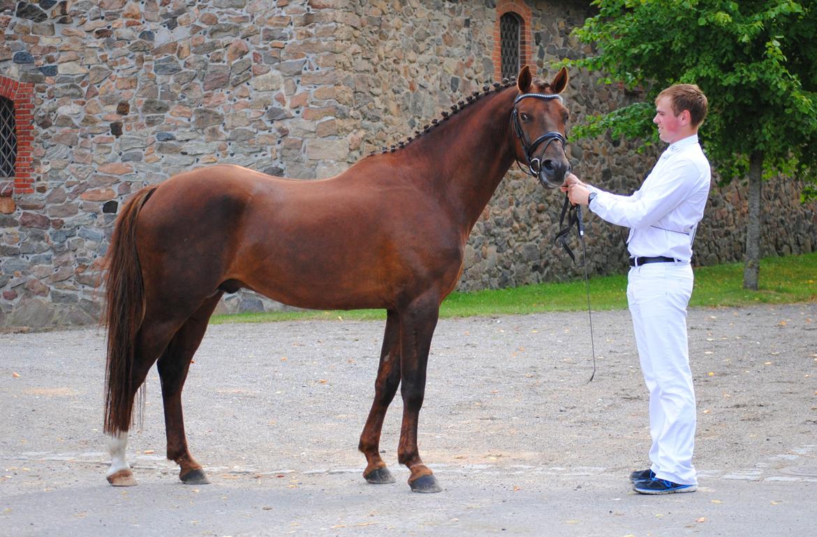 Welsh Partbred (Sec F) Rawa´s Mojito WHF 26 billede 27