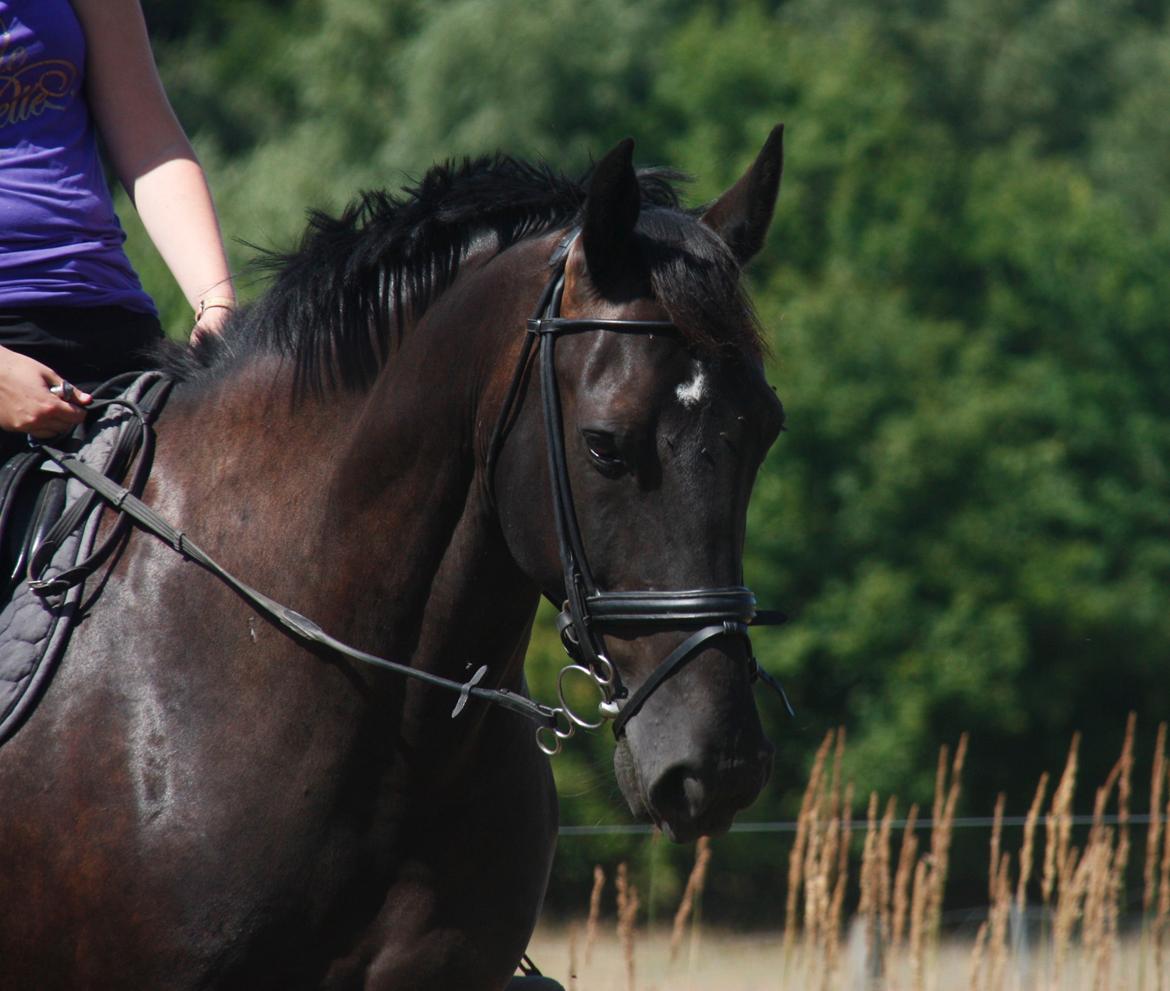 Anden særlig race Miro billede 3