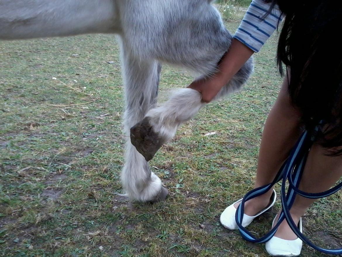 Anden særlig race Milton Solgt billede 12