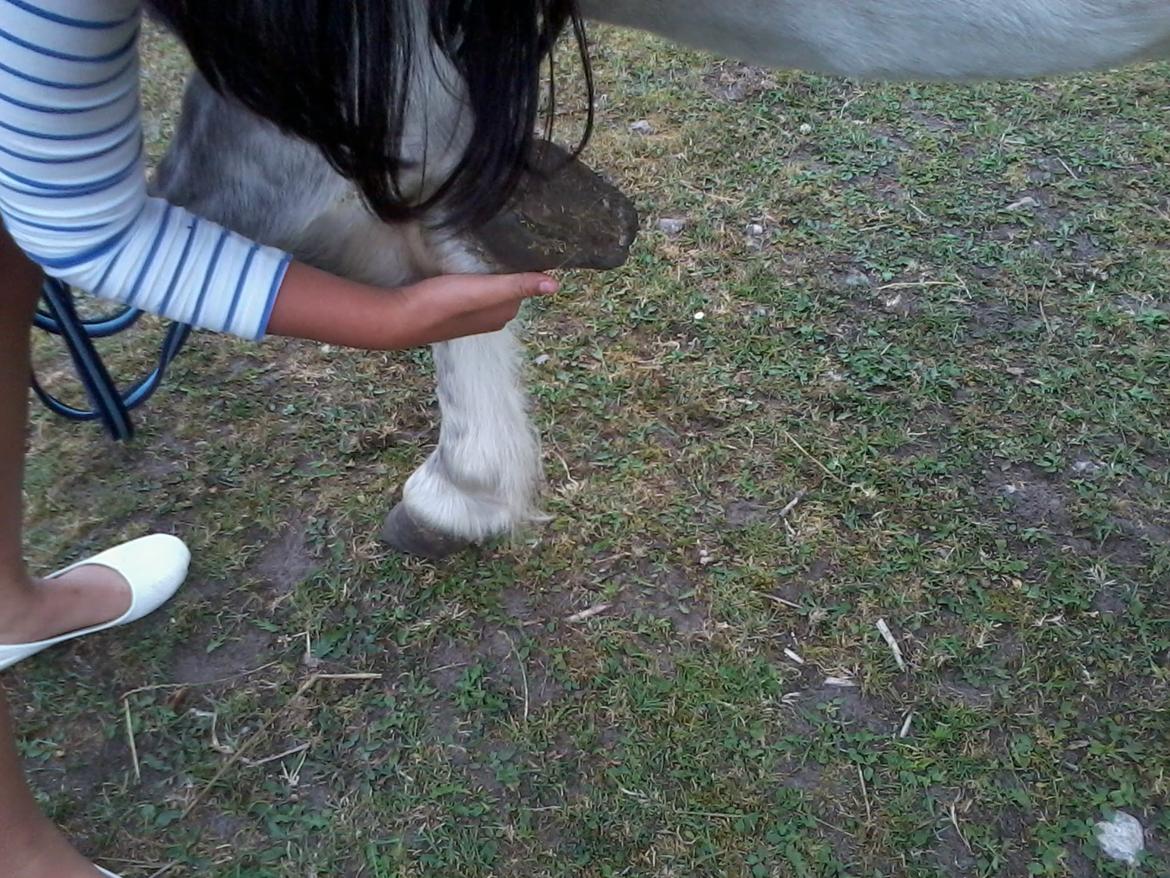 Anden særlig race Milton Solgt billede 13