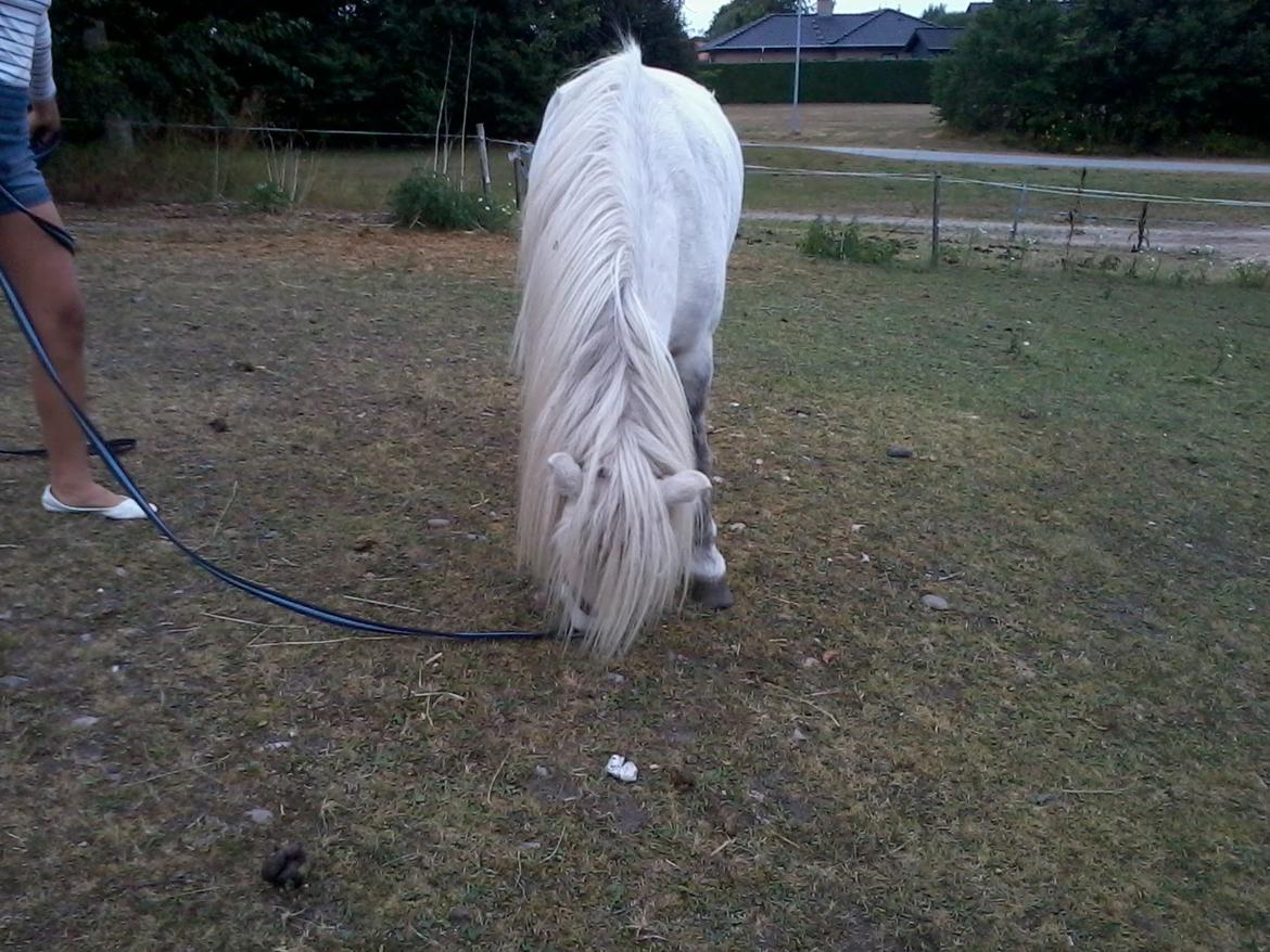 Anden særlig race Milton Solgt billede 15