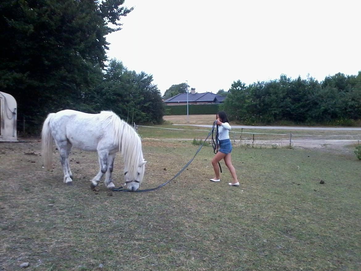 Anden særlig race Milton Solgt billede 16