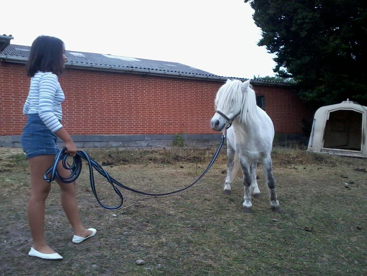 Anden særlig race Milton Solgt billede 18