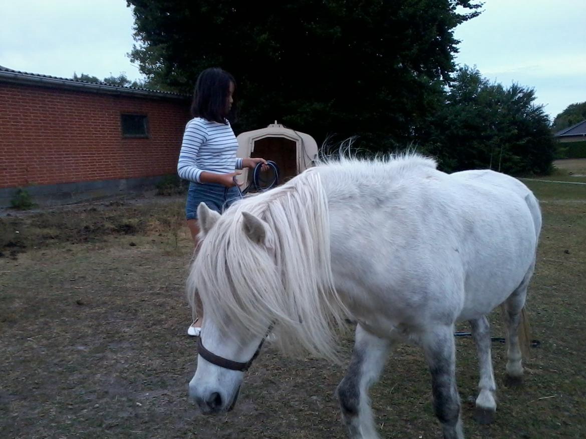 Anden særlig race Milton Solgt billede 19