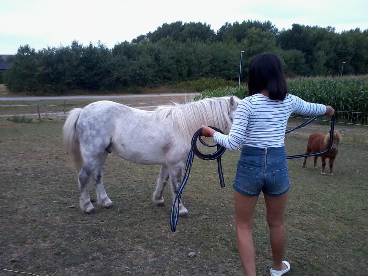 Anden særlig race Milton Solgt billede 20