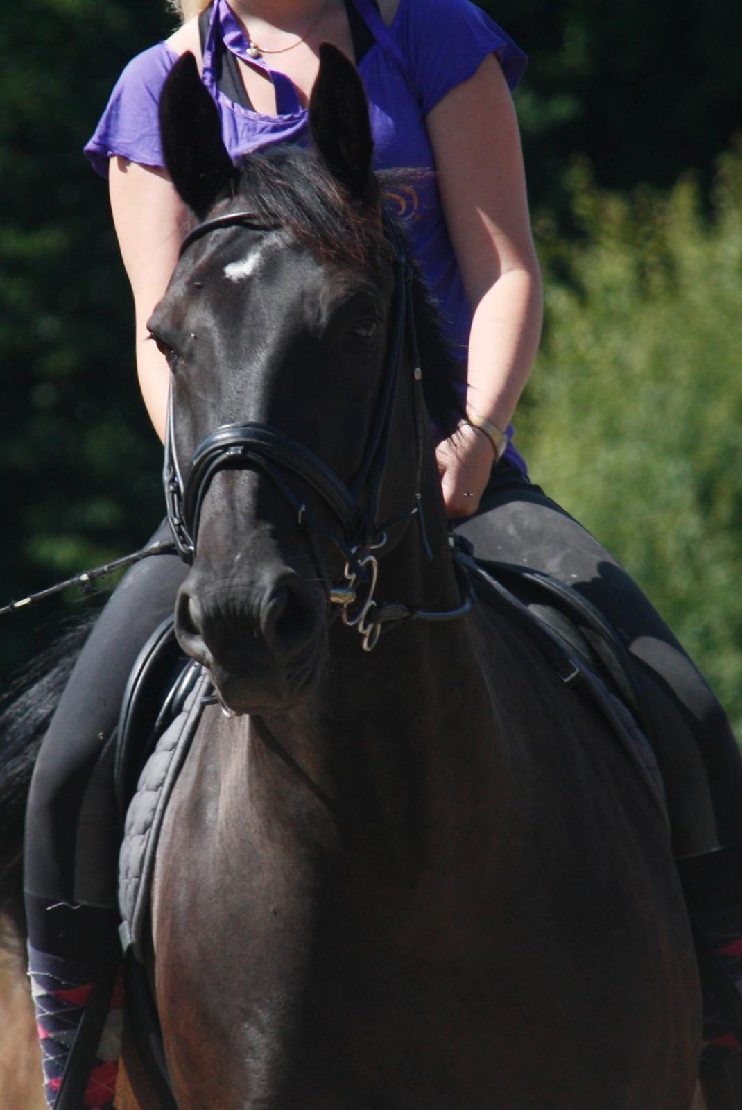 Anden særlig race Miro billede 1