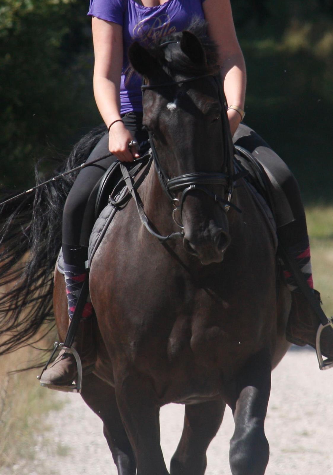 Anden særlig race Miro billede 16