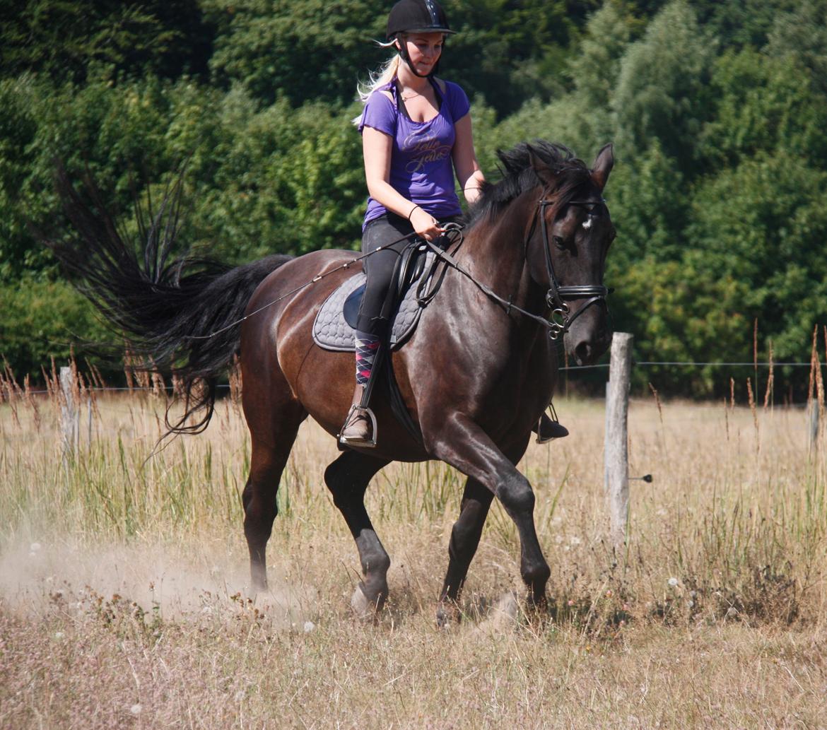 Anden særlig race Miro billede 14