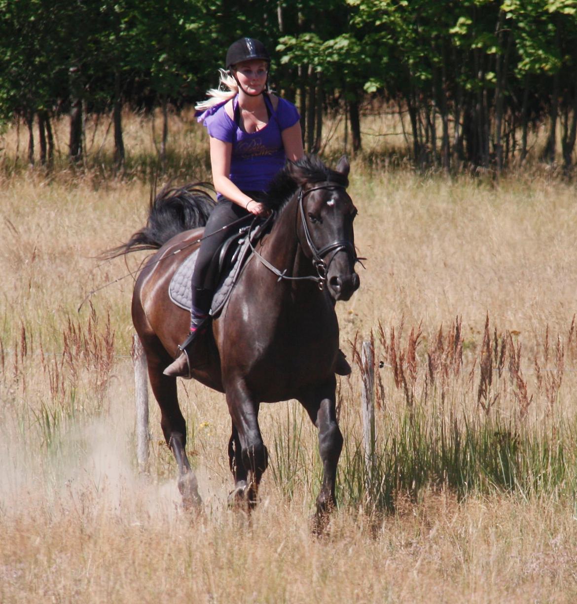 Anden særlig race Miro billede 15