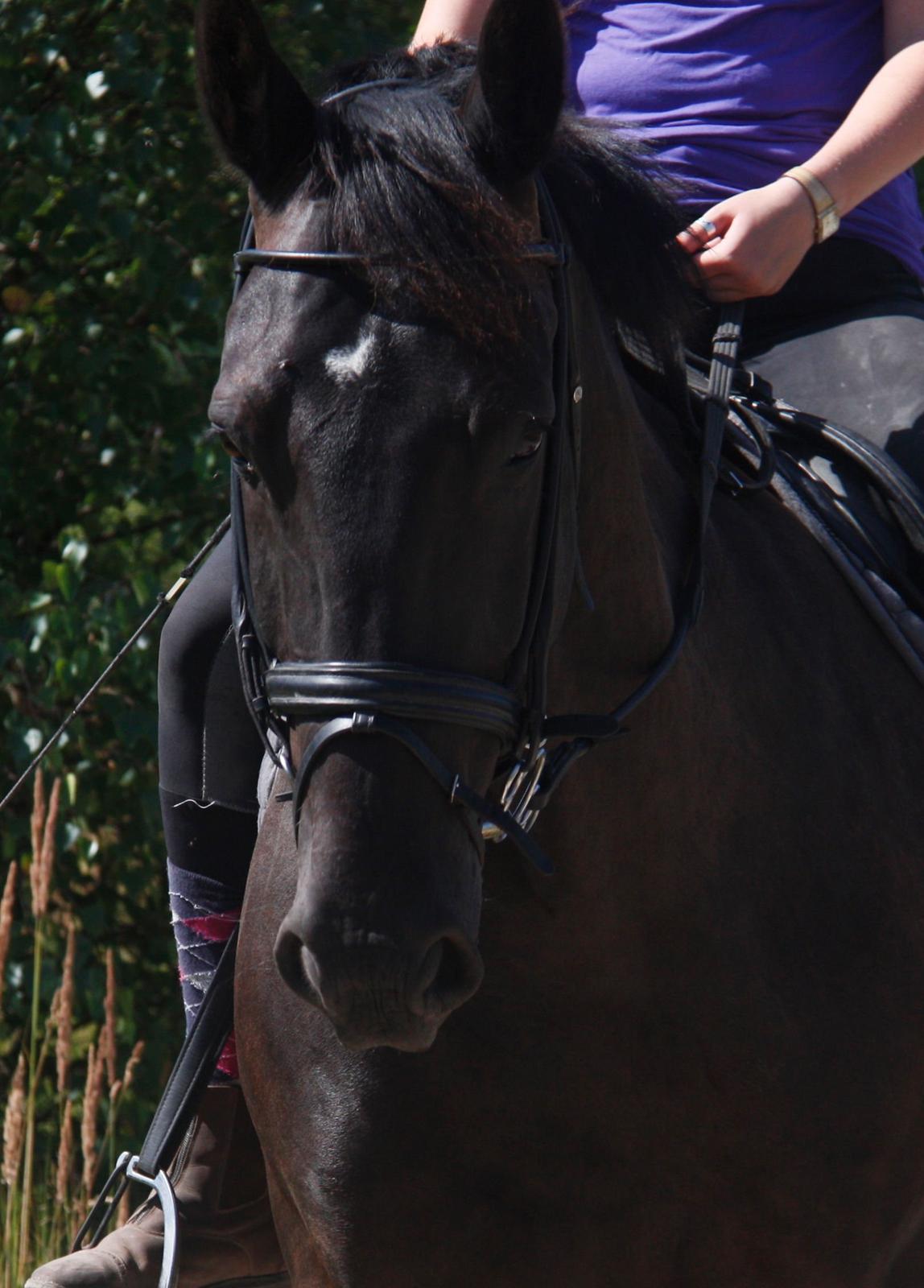 Anden særlig race Miro billede 17