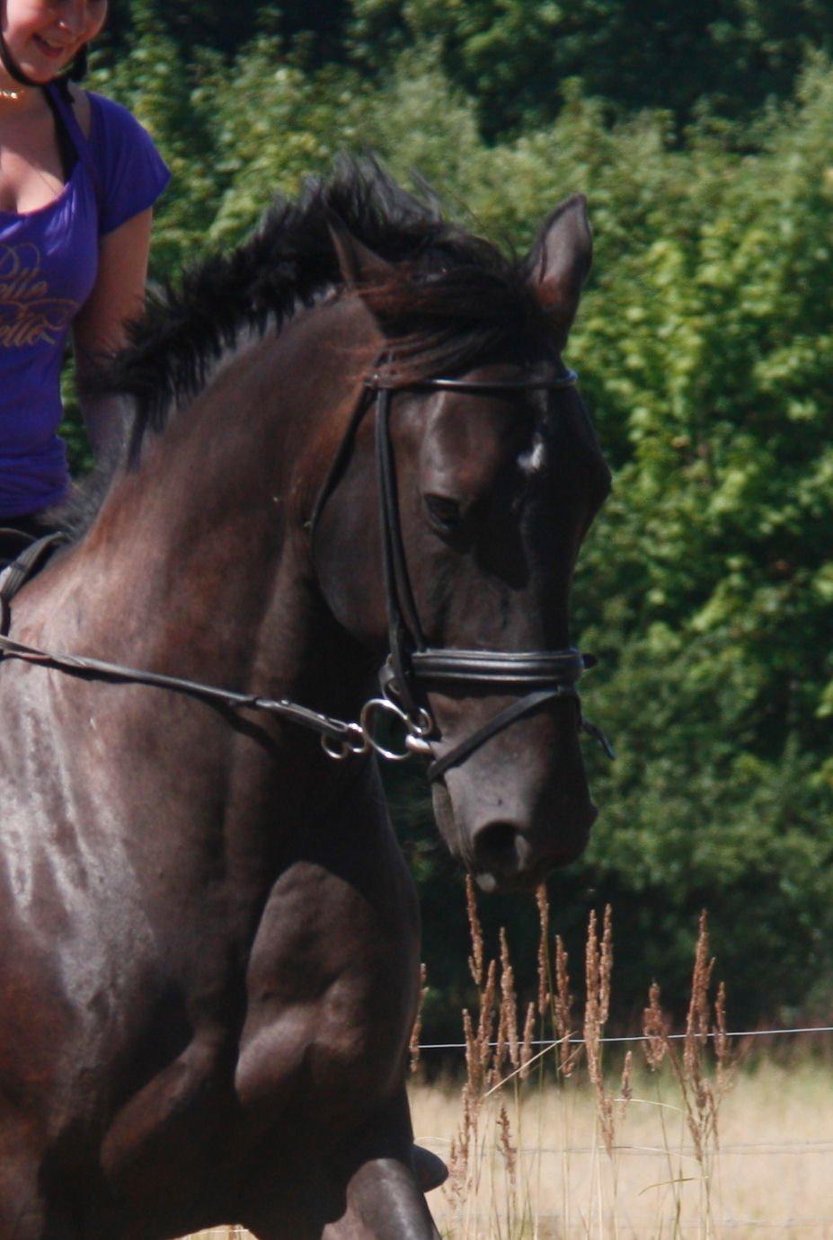 Anden særlig race Miro billede 11