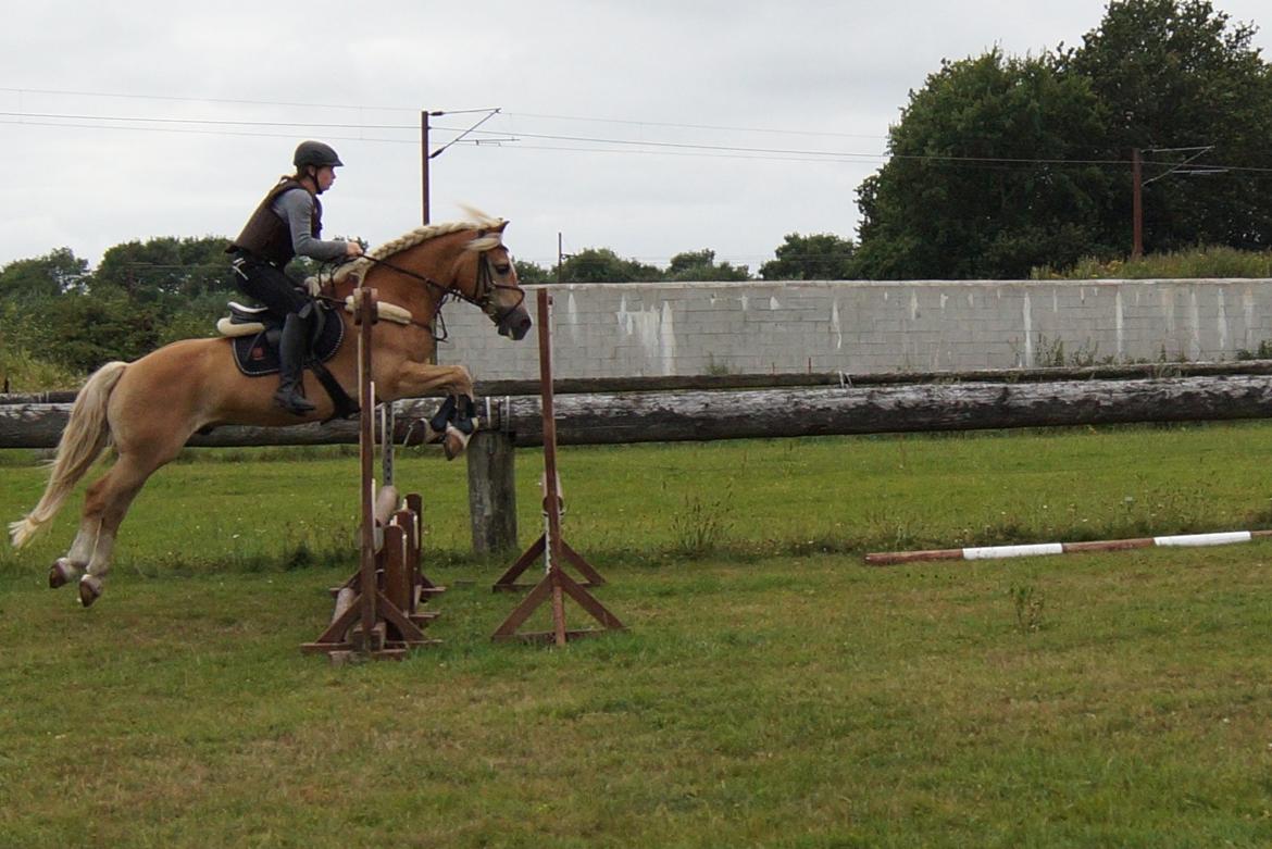 Tyroler Haflinger Story billede 29