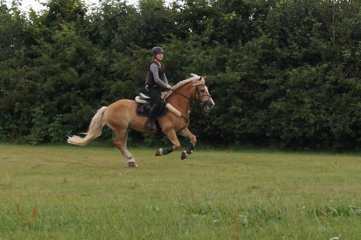 Tyroler Haflinger Story billede 30