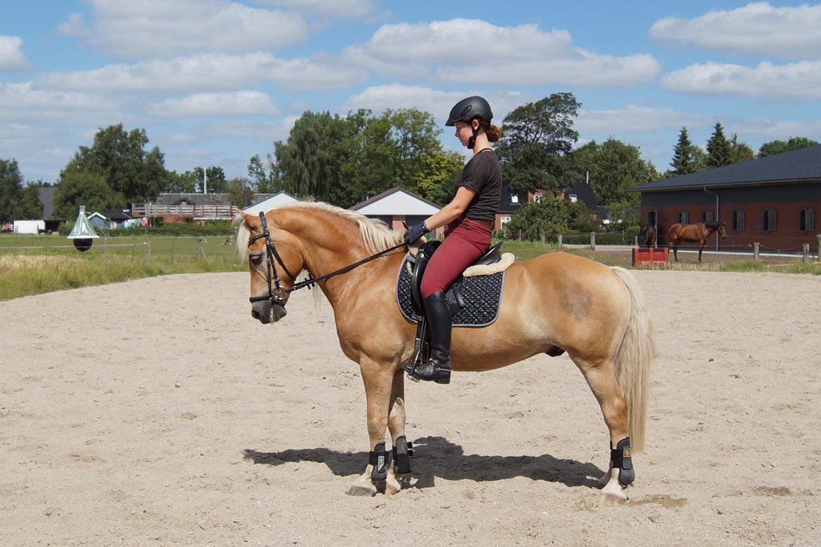 Tyroler Haflinger Story billede 32