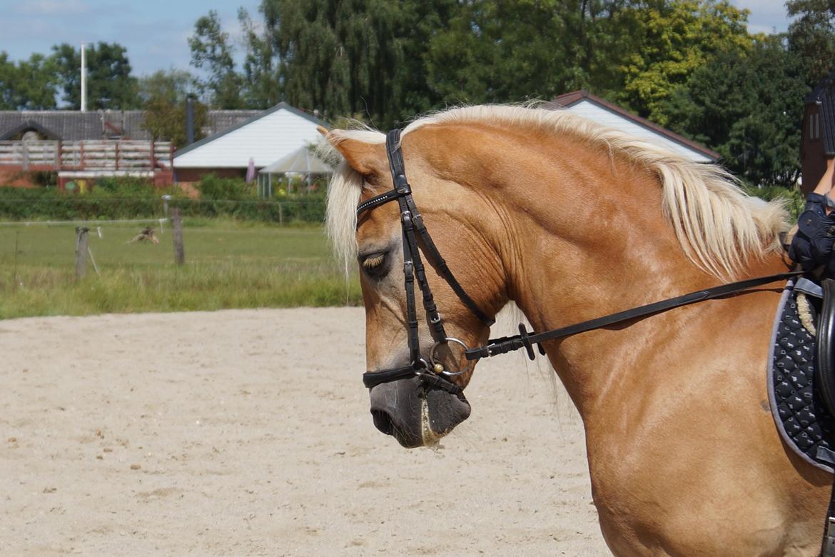 Tyroler Haflinger Story billede 33