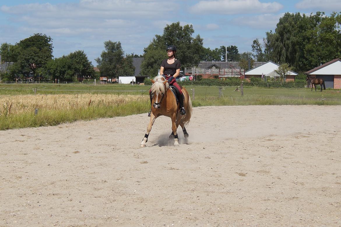 Tyroler Haflinger Story billede 34