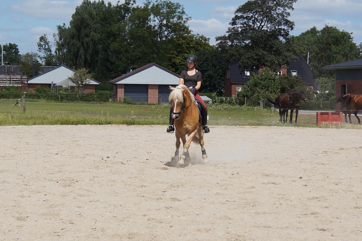 Tyroler Haflinger Story billede 35