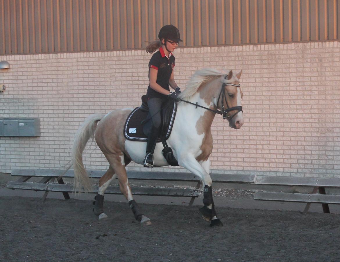 Pinto SHE DE LUXE HØJGÅRD [Tidl. låne hest] - Hun er vist blevet lidt tyk! xD - Foto Mor billede 13
